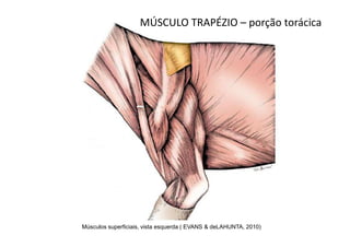 MÚSCULO TRAPÉZIO – porção torácica




Músculos superficiais, vista esquerda ( EVANS & deLAHUNTA, 2010)
 