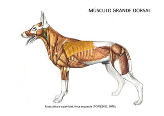 MÚSCULO GRANDE DORSAL




Musculatura superficial, vista esquerda (POPESKO, 1978)
 