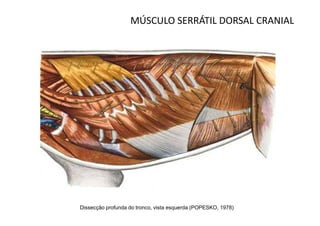 MÚSCULO SERRÁTIL DORSAL CRANIAL




Dissecção profunda do tronco, vista esquerda (POPESKO, 1978)
 