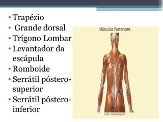 • Trapézio
• Grande dorsal
• Trígono Lombar
• Levantador da
escápula
• Romboide
• Serrátil pósterosuperior
• Serrátil pósteroinferior
.

 
