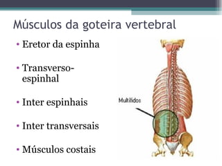 Músculos da goteira vertebral
• Eretor da espinha
• Transversoespinhal
• Inter espinhais
• Inter transversais
• Músculos costais

 