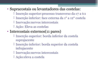 




Inserção superior:processo transverso da c7 a t11
Inserção inferior: face externa da 1° a 12° costela
Inervação:nervos intercostais
Ação: Eleva as costelas

• Intercostais externos(11 pares)
 Inserção superior: borda inferior da costela
suprajacente
 Inserção inferior: borda superior da costela
infrajacente
 Inervação:nervos intercostais
 Ação:eleva a costela

.

• Supracostais ou levantadores das costelas:

 