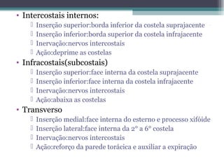 • Intercostais internos:
Inserção superior:borda inferior da costela suprajacente
Inserção inferior:borda superior da costela infrajacente
Inervação:nervos intercostais
Ação:deprime as costelas

.






• Infracostais(subcostais)





Inserção superior:face interna da costela suprajacente
Inserção inferior:face interna da costela infrajacente
Inervação:nervos intercostais
Ação:abaixa as costelas

• Transverso





Inserção medial:face interna do esterno e processo xifóide
Inserção lateral:face interna da 2° a 6° costela
Inervação:nervos intercostais
Ação:reforço da parede torácica e auxiliar a expiração

 