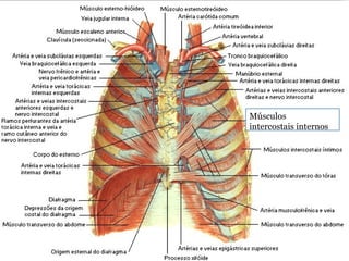 Falta apenas a imagem

Músculos
intercostais internos

 