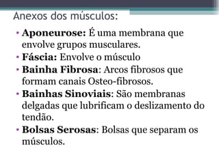 Anexos dos músculos:
• Aponeurose: É uma membrana que
envolve grupos musculares.
• Fáscia: Envolve o músculo
• Bainha Fibrosa: Arcos fibrosos que
formam canais Osteo-fibrosos.
• Bainhas Sinoviais: São membranas
delgadas que lubrificam o deslizamento do
tendão.
• Bolsas Serosas: Bolsas que separam os
músculos.

 