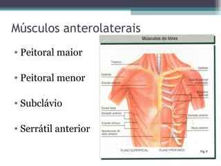 Músculos anterolaterais
• Peitoral maior
• Peitoral menor
• Subclávio
• Serrátil anterior

.

.

 