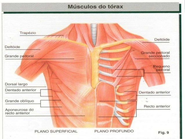 Musculos do tórax