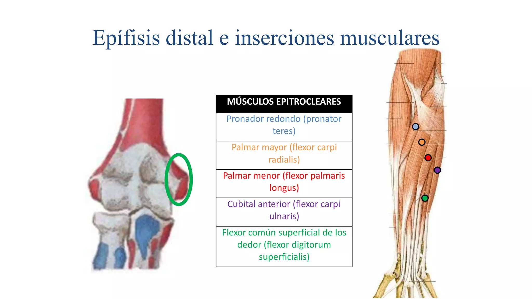 Musculos epitrocleares y epicondilos | PPTX