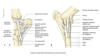 Tomado de: Konig & Liebich, 2016 (Anatomia dos animais domésticos)
 