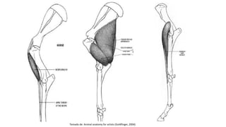 Tomado de: Animal anatomy for artists (Goldfinger, 2004)
 