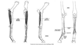 Tomado de: Animal anatomy for artists (Goldfinger, 2004)
 