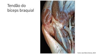Tendão do
bíceps braquial
Fonte: Jean-Marie Denoix, 2019
 