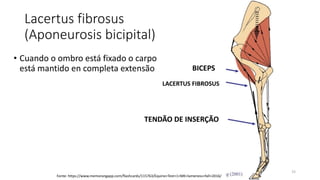 Lacertus fibrosus
(Aponeurosis bicipital)
• Cuando o ombro está fixado o carpo
está mantido en completa extensão
15
BICEPS
LACERTUS FIBROSUS
TENDÃO DE INSERÇÃO
Fonte: https://www.memorangapp.com/flashcards/115763/Equine+Test+1+MK+lameness+fall+2016/
 