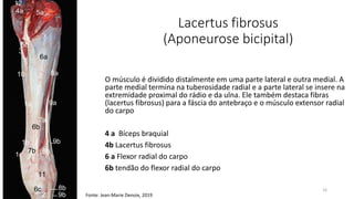 Lacertus fibrosus
(Aponeurose bicipital)
O músculo é dividido distalmente em uma parte lateral e outra medial. A
parte medial termina na tuberosidade radial e a parte lateral se insere na
extremidade proximal do rádio e da ulna. Ele também destaca fibras
(lacertus fibrosus) para a fáscia do antebraço e o músculo extensor radial
do carpo
4 a Bíceps braquial
4b Lacertus fibrosus
6 a Flexor radial do carpo
6b tendão do flexor radial do carpo
16
Fonte: Jean-Marie Denoix, 2019
 