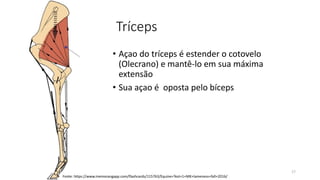 Tríceps
• Açao do tríceps é estender o cotovelo
(Olecrano) e mantê-lo em sua máxima
extensão
• Sua açao é oposta pelo bíceps
17
Fonte: https://www.memorangapp.com/flashcards/115763/Equine+Test+1+MK+lameness+fall+2016/
 