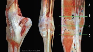 Fonte: Jean-Marie Denoix, 2019
 