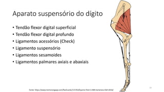 Aparato suspensório do dígito
• Tendão flexor digital superficial
• Tendão flexor digital profundo
• Ligamentos acessórios (Check)
• Ligamento suspensório
• Ligamentos sesamoides
• Ligamentos palmares axiais e abaxiais
19
Fonte: https://www.memorangapp.com/flashcards/115763/Equine+Test+1+MK+lameness+fall+2016/
 