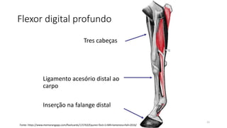 Flexor digital profundo
Tres cabeças
Ligamento acesório distal ao
carpo
Inserção na falange distal
21
Fonte: https://www.memorangapp.com/flashcards/115763/Equine+Test+1+MK+lameness+fall+2016/
 