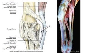 Tomado de: Konig & Liebich, 2016 (Anatomia dos animais domésticos)
Fonte: Jean-Marie Denoix, 2019
 