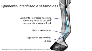Ligamento interósseo e sesamoides
23
Ligamento Interósseo nasce da
superficie palmar do terceiro
metacarpiano entre o 2 e 4
Ramos extensores
Ligamentos sesamoides
distais
Fonte: https://www.memorangapp.com/flashcards/115763/Equine+Test+1+MK+lameness+fall+2016/
 
