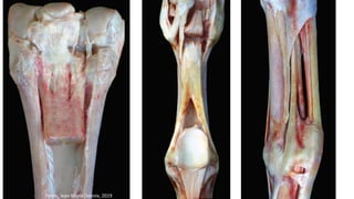 Fonte: Jean-Marie Denoix, 2019
 