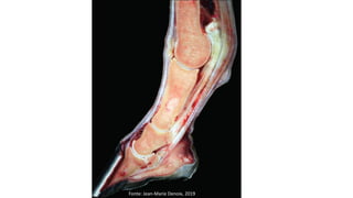 Fonte: Jean-Marie Denoix, 2019
 