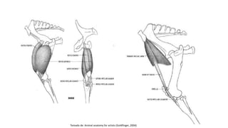 Tomado de: Animal anatomy for artists (Goldfinger, 2004)
 