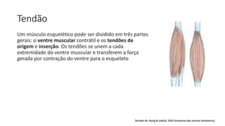 Tendão
Um músculo esquelético pode ser dividido em três partes
gerais: o ventre muscular contrátil e os tendões de
origem e inserção. Os tendões se unem a cada
extremidade do ventre muscular e transferem a força
gerada por contração do ventre para o esqueleto
Tomado de: Konig & Liebich, 2016 (Anatomia dos animais domésticos)
 