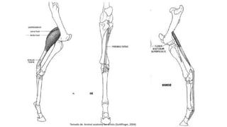 Tomado de: Animal anatomy for artists (Goldfinger, 2004)
 