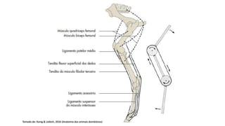 Tomado de: Konig & Liebich, 2016 (Anatomia dos animais domésticos)
 