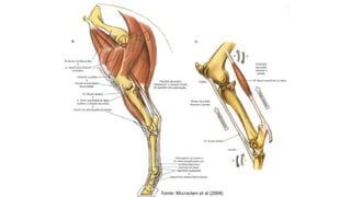 Fonte: Mccracken et al (2004)
 