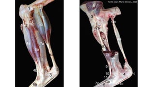 Fonte: Jean-Marie Denoix, 2019
 