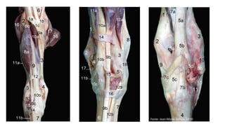 Fonte: Jean-Marie Denoix, 2019
 