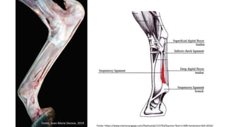 Fonte: Jean-Marie Denoix, 2019
Fonte: https://www.memorangapp.com/flashcards/115763/Equine+Test+1+MK+lameness+fall+2016/
 