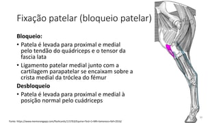 Fixação patelar (bloqueio patelar)
Bloqueio:
• Patela é levada para proximal e medial
pelo tendão do quádriceps e o tensor da
fascia lata
• Ligamento patelar medial junto com a
cartilagem parapatelar se encaixam sobre a
crista medial da tróclea do fémur
Desbloqueio
• Patela é levada para proximal e medial à
posição normal pelo cuádriceps
39
Fonte: https://www.memorangapp.com/flashcards/115763/Equine+Test+1+MK+lameness+fall+2016/
 