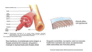 Nos membros, é considerada como origem, a
fixação proximal do músculo; enquanto a
inserção é representada pela fixação distal
Enquanto os tendões, na maioria, unem os músculos
fusiformes e penados aos ossos, as aponeuroses
estão associadas aos músculos planos
Tomado de: Konig & Liebich, 2016 (Anatomia dos animais domésticos)
 