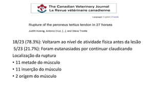 18/23 (78.3%): Voltaram ao nível de atividade física antes da lesão
5/23 (21.7%): Foram eutanasiados por continuar claudicando
Localização da ruptura
• 11 metade do músculo
• 11 inserção do músculo
• 2 orígem do músculo
 