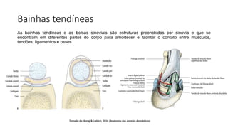 Bainhas tendíneas
As bainhas tendíneas e as bolsas sinoviais são estruturas preenchidas por sinovia e que se
encontram em diferentes partes do corpo para amortecer e facilitar o contato entre músculos,
tendões, ligamentos e ossos
Tomado de: Konig & Liebich, 2016 (Anatomia dos animais domésticos)
 