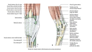 Tomado de: Konig & Liebich, 2016 (Anatomia dos animais domésticos)
 