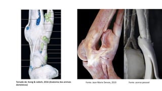Tomado de: Konig & Liebich, 2016 (Anatomia dos animais
domésticos)
Fonte: Jean-Marie Denoix, 2019 Fonte: acervo pessoal
 