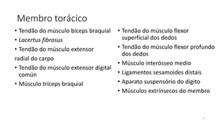 Membro torácico
• Tendão do músculo bíceps braquial
• Lacertus fibrosus
• Tendão do músculo extensor
radial do carpo
• Tendão do músculo extensor digital
común
• Músculo tríceps braquial
• Tendão do músculo flexor
superficial dos dedos
• Tendão do músculo flexor profundo
dos dedos
• Músculo interósseo medio
• Ligamentos sesamoides distais
• Aparato suspensório do digito
• Músculos extrínsecos do membro
9
 