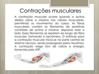 Contrações musculares
A contração muscular ocorre quando a actina
desliza sobre a miosina nas células musculares,
permitindo os movimentos do corpo. As fibras
musculares contém os filamentos de proteínas
contráteis de actina e miosina, dispostas lado a
lado. Esses filamentos se repetem ao longo da fibra
muscular, formando o sarcômero. O estímulo para
a contração muscular inicia-se na parte central do
sistema nervoso, sendo propagado pelos neurônios.
A contração exige íons de cálcio e energia,
fornecida pelo ATP.
 