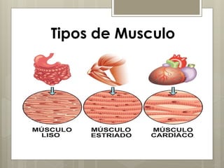 Tipos de Musculo
 