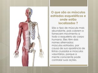 O que são os músculos
estriados esqueléticos e
onde estão
localizados ?
São o tipo de músculo mais
abundante, pois cobrem e
fornecem movimento a
todo o esqueleto do corpo
humano. Eles têm dois
nomes alternados:
músculos estriados, por
causa de sua aparência de
listras cruzadas e músculos
voluntários, porque a
mente consciente pode
controlar suas ações.
 