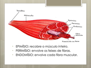 • EPIMÍSIO: recobre o músculo inteiro.
• PERIMÍSIO: envolve os feixes de fibras.
• ENDOMÍSIO: envolve cada fibra muscular.
 
