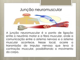 Junção neuromuscular
A junção neuromuscular é o ponto de ligação
entre o neurônio motor e a fibra muscular, onde a
comunicação entre o sistema nervoso e o sistema
muscular acontece. Nesse local, ocorre a
transmissão do impulso nervoso que leva à
contração muscular, possibilitando o movimento
do corpo.
 