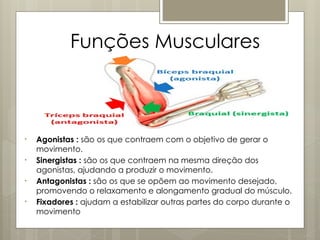 Funções Musculares
• Agonistas : são os que contraem com o objetivo de gerar o
movimento.
• Sinergistas : são os que contraem na mesma direção dos
agonistas, ajudando a produzir o movimento.
• Antagonistas : são os que se opõem ao movimento desejado,
promovendo o relaxamento e alongamento gradual do músculo.
• Fixadores : ajudam a estabilizar outras partes do corpo durante o
movimento
 