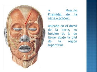 Musulo Procer Musculos de la cara y cuello: anatomia | PPTX