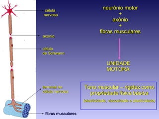 célula nervosa célula de Schwann axonio terminal da  célula nervosa fibras musculares UNIDADE MOTORA neurônio motor + axônio + fibras musculares Tono muscular – rigidez como propriedade física básica (elasticidade, viscosidade e plasticidade) 