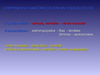 COMPONENTES ANATÔMICOS DOS MM. ESQUELÉTICOS A-porção média  -  carnosa, vermelha  - ventre muscular B-extremidades  –  esbranquiçados  - fitas  - tendões   lâminas – aponeuroses ventre muscular – parte ativa – contrátil tendões e aponeuroses – prendem o ventre ao esqueleto 